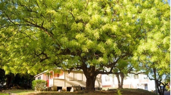 وقود حيوي جديد مستخلص من أشجار