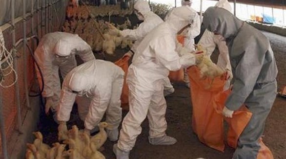 كوريا الجنوبية: سلسلة شديدة العدوى من