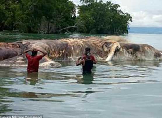 مخلوق بحري غامض يظهر على شاطئ