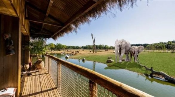 نزل سفاري ببريطانيا لرؤية الأفيال والفهود