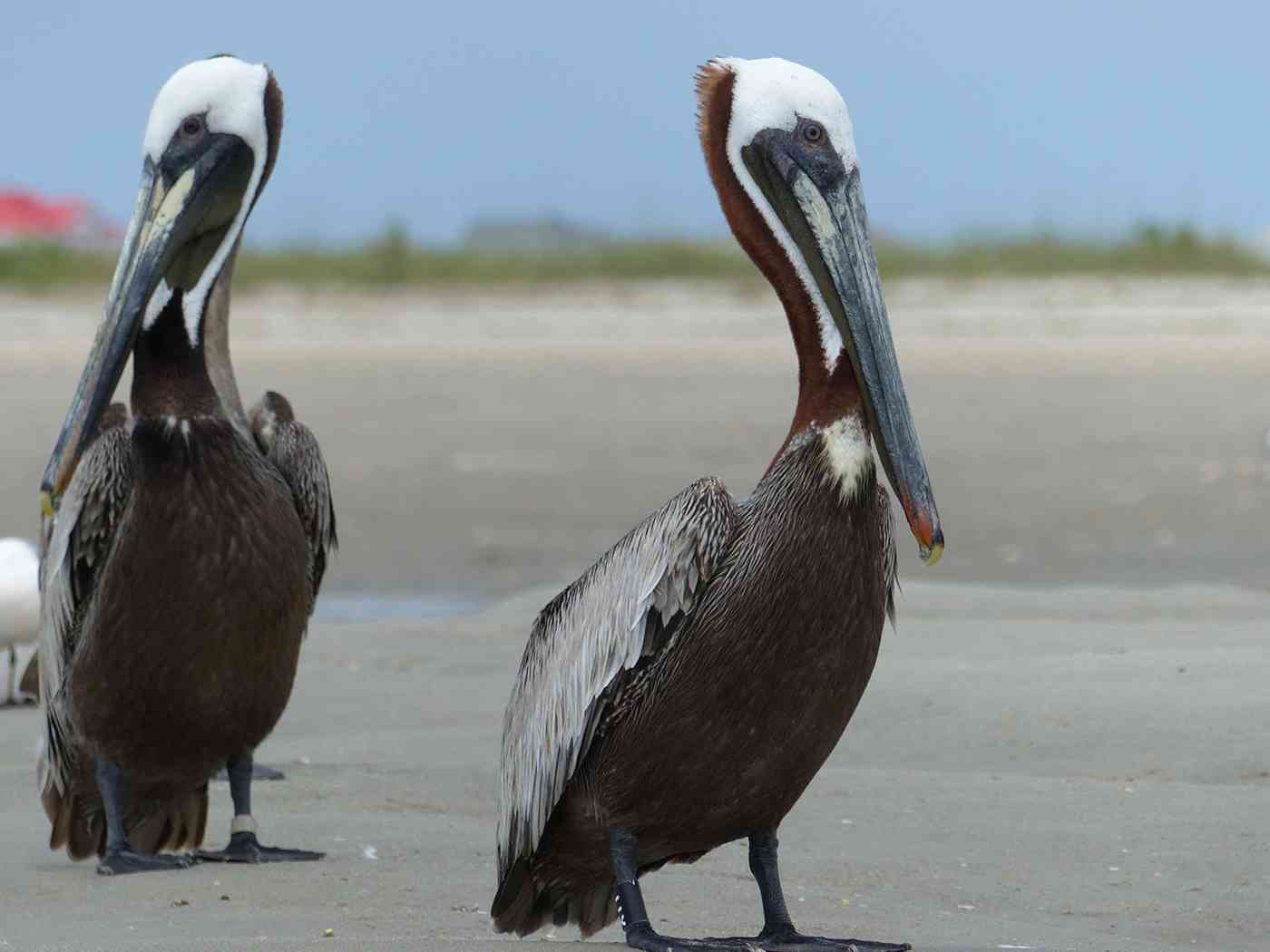 طائر بجع حزين يوقف حركة القطارات