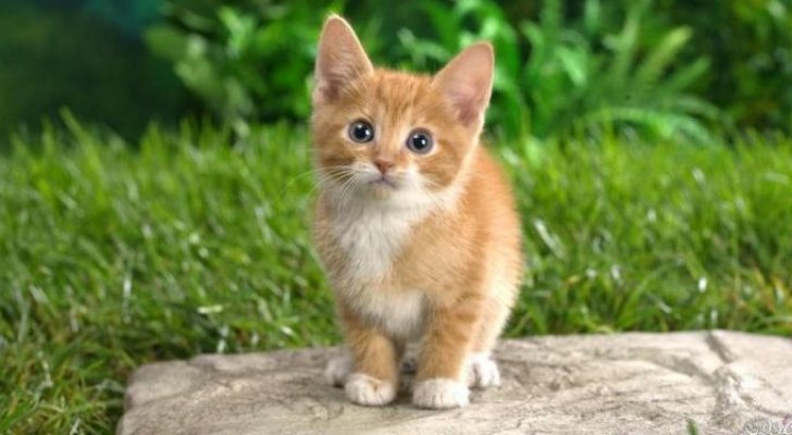 قط يعود إلى صاحبه الأمريكي بعد