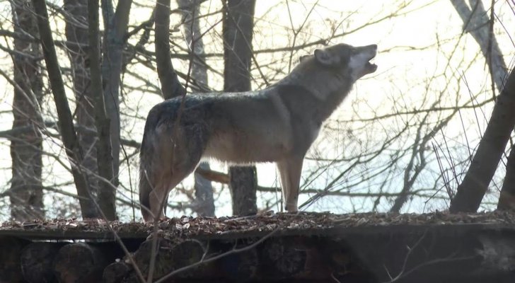 حتى الذئاب لم تسلم من قرارات