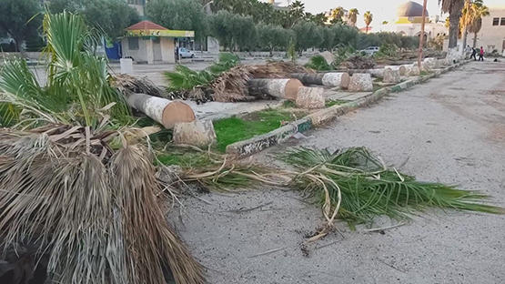 جامعة اليرموك تعلق على قطع الأشجار