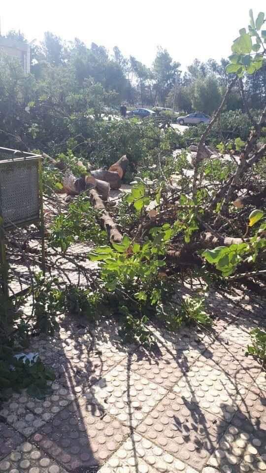 «حصد الأشجار» في جامعة اليرموك.. ما