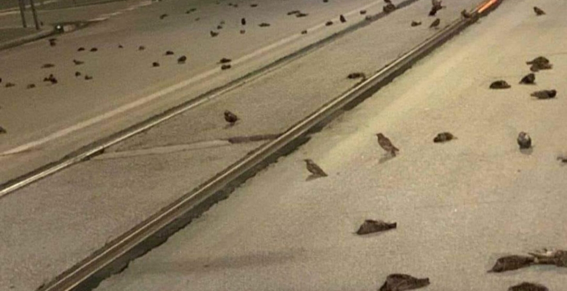 مشهد مخيف لعشرات الطيور النافقة في