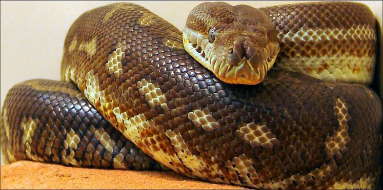 ’ثعبان‘ كبير يقتحم البرلمان المصري