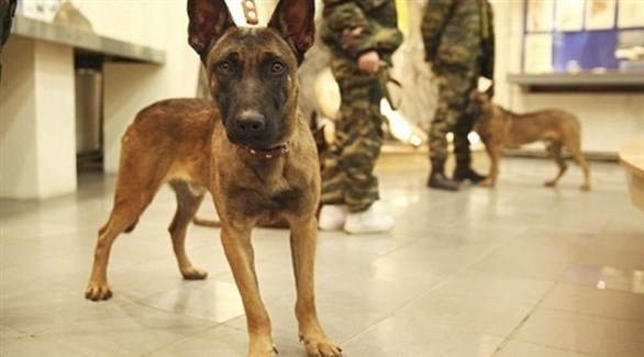 كلاب تنهش صبيا في روسيا أثناء