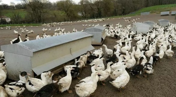 60 بؤرة لتفشي إنفلونزا الطيور في