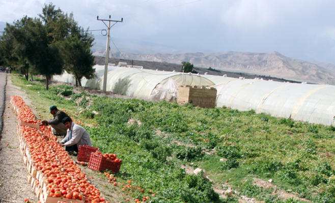 مزارع أردني ’ملحوق‘ بـ 9 دنانير