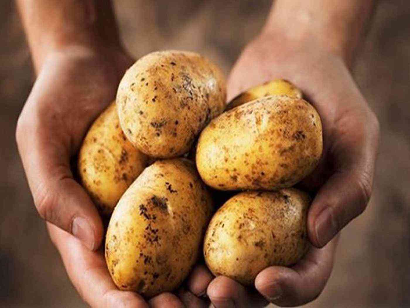 حبة بطاطا تثير الهلع في بريطانيا