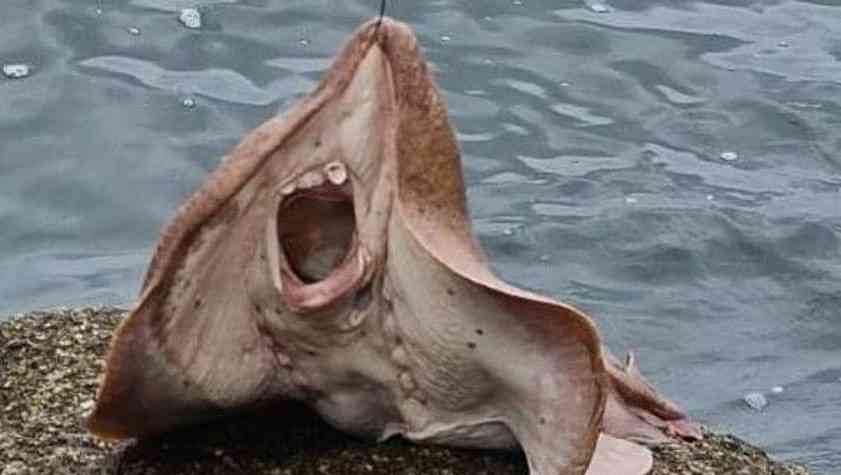 اصطادوا سمكة ثم لاذوا بالفرار هربا