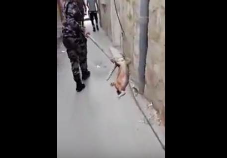 بالفيديو: ’سحلية ضخمة‘ في منزل بالزرقاء..