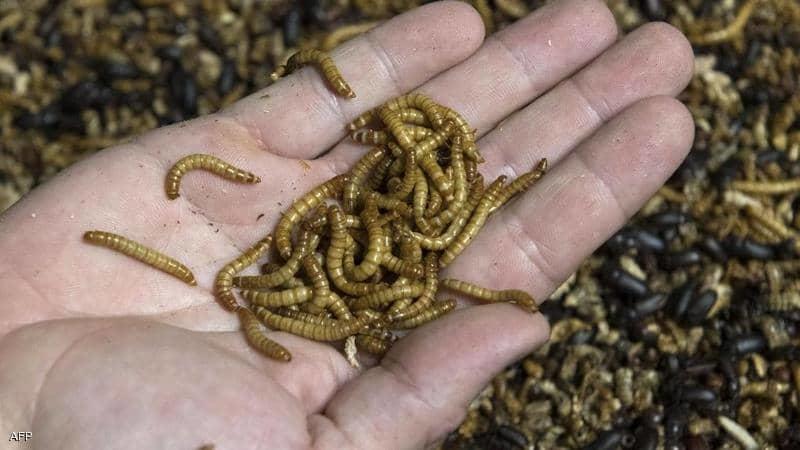 الاتحاد الأوروبي يجيز أكل الديدان