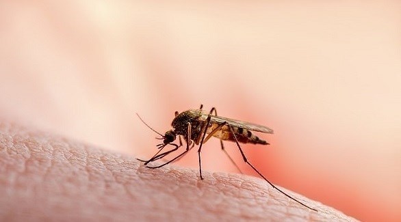 لدغة بعوض تصيب امرأة بالشلل لأشهر