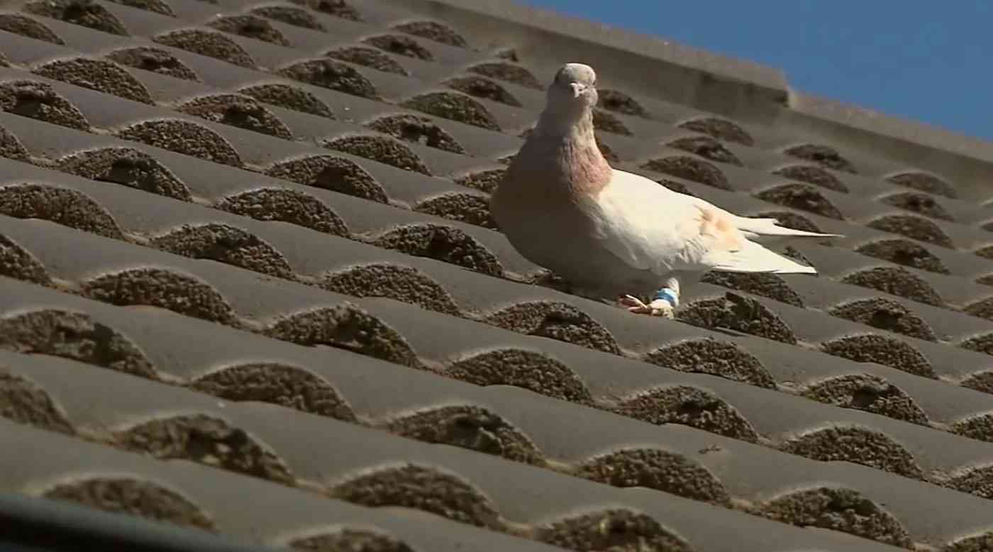 ما قصة الحمامة التي عبرت المحيط