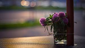 السعادة من ثمرات تطبيق شرائع الدين