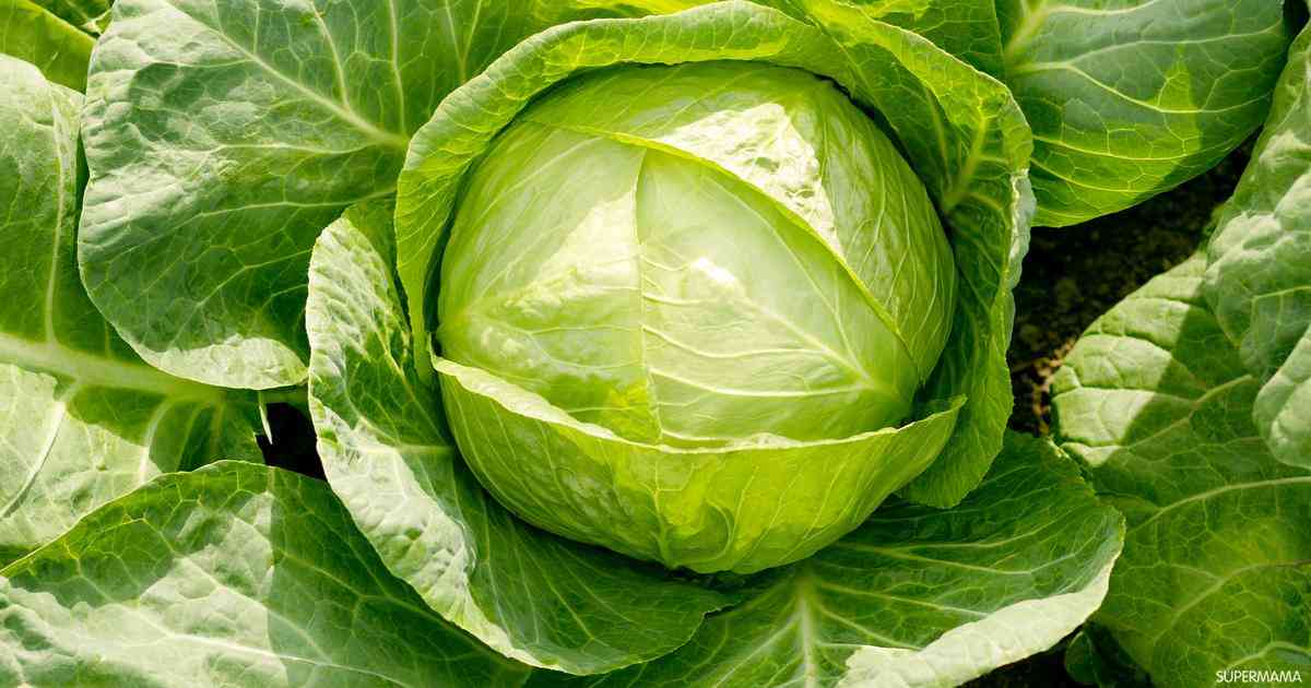 الكرنب أفضل الأغذية في فصل الشتاء