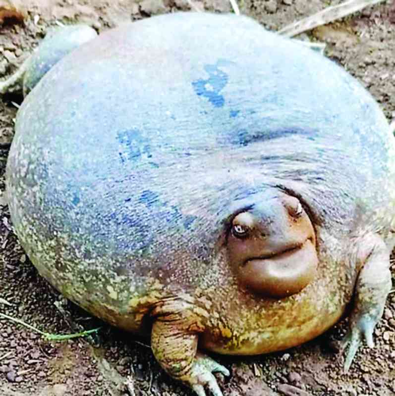 المخلوق الغريب على الإنترنت ضفدع ينفخ