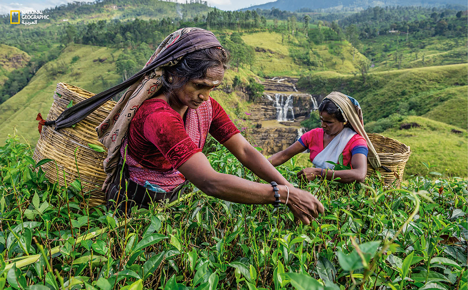 سريلانكا تستأنف استقبال السائحين الأجانب بعد