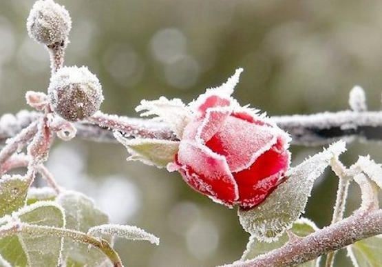 انجماد وصقيع متوقع.. الليلة