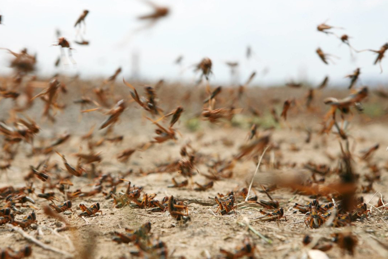 الزراعة: نتابع تحركات الجراد