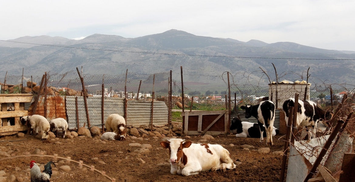 7 بقرات تشعل نزاعا بين لبنانيين