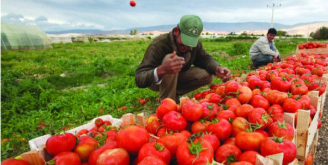 الزراعة تعلن المباشرة بتصدير ارساليات الخضار