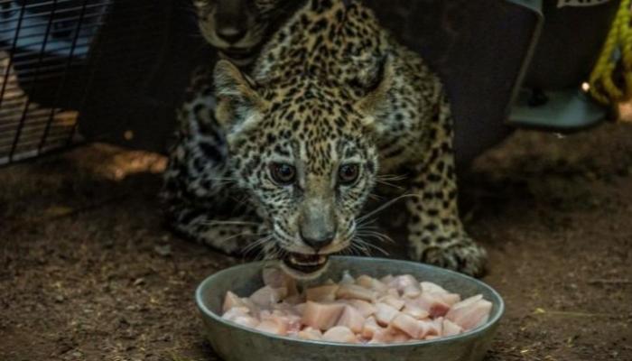 إنقاذ شبلي جاكوار من مهرّبين.. كيف