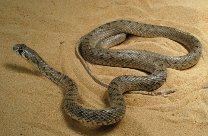 اصابة عشرينية بلدغة افعى بالكورة