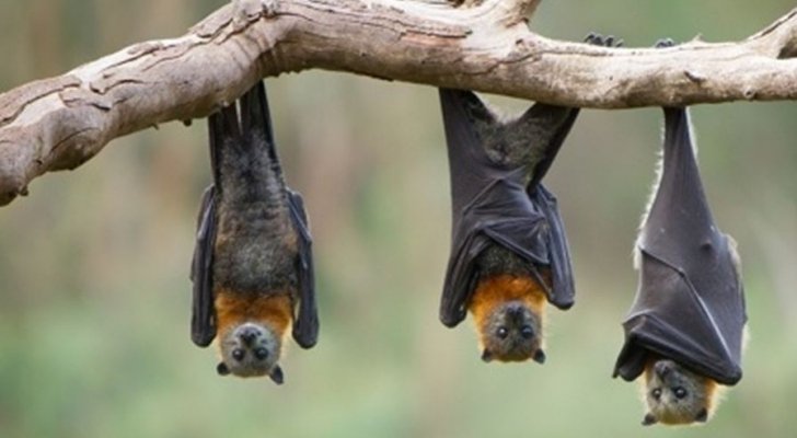 العثور على سبب المنشأ الصيني لفيروس