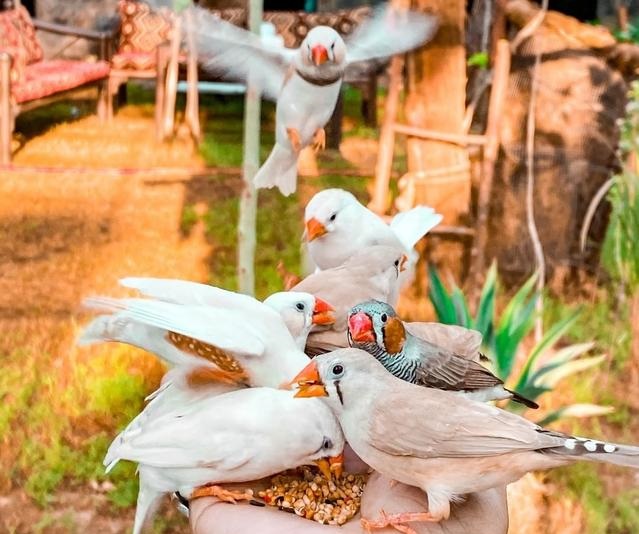 محمية الأوسية: وجهة سياحية مذهلة تحمل