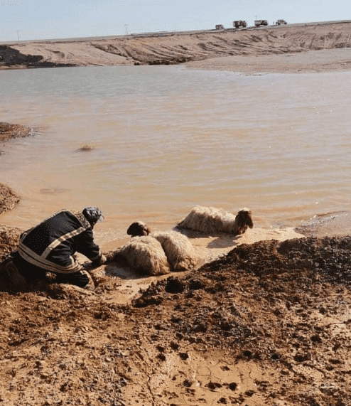 الدفاع المدني ينقذ 97 رأسا من