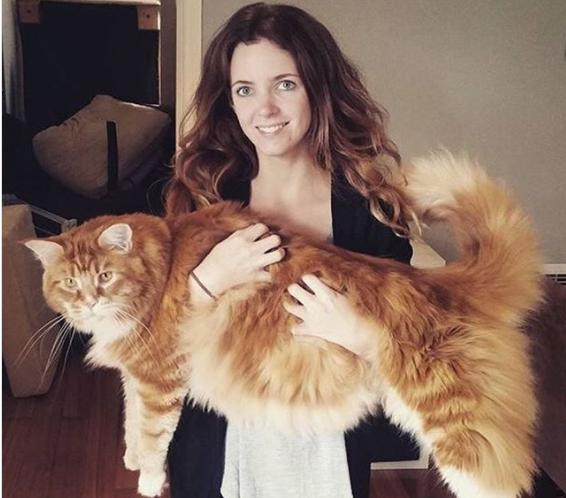 صور وفيديو: القط الأضخم في العالم..