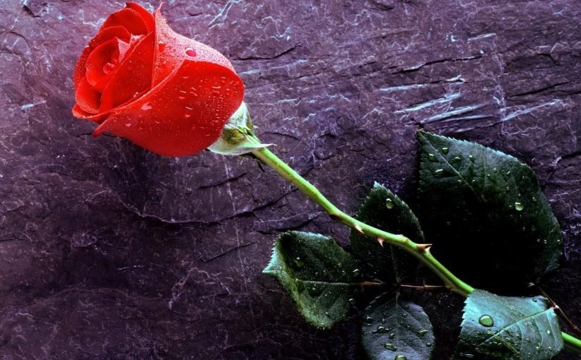 تضاعف سعر الزهور محليا وسط طلب