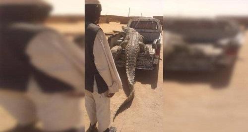 مزارع سوداني يصطاد تمساحا ضخما التهم