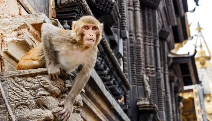 خطفتها من السرير.. عصابة القرود تنهي