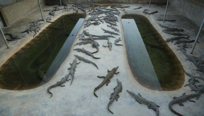 بيزنس التماسيح في إثيوبيا.. مكاسب بددها