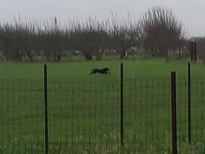 نمر أسود طليق يستنفر سلطات منطقة