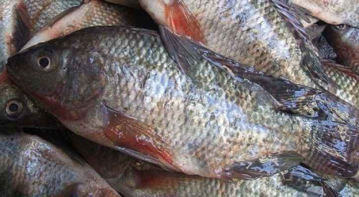 ضبط ربع طن من أسماك البولطي