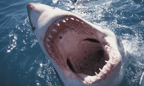 رصد سمكة قرش على شواطئ العقبة