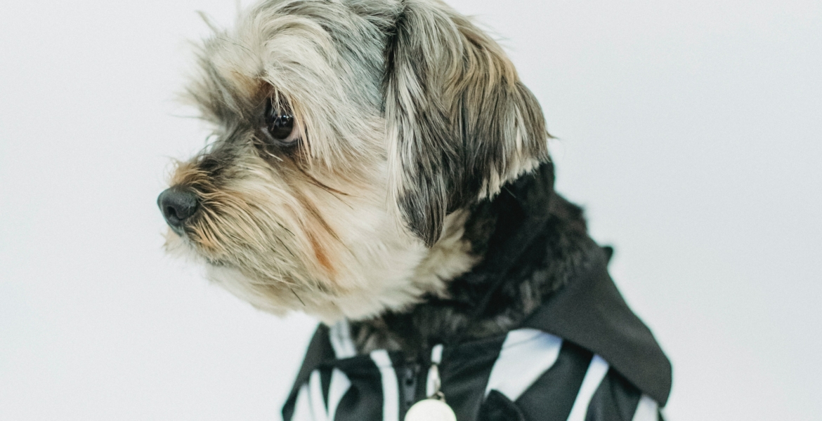 حيوانات حول العالم تم انتخابها لتولي