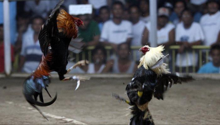 ديك يقتل رجلا بسكين ثم يهرب..