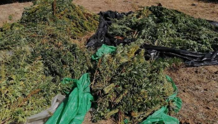 سيارة مسروقة ترشد عن مخزن مخدرات