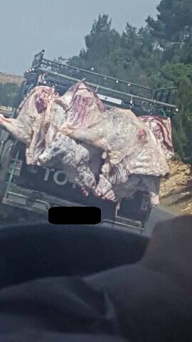 طريقة بشعة لنقل اللحوم على طريق