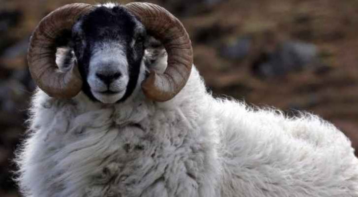 الزراعة تمدد استيراد الأغنام الحية 90