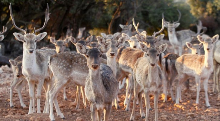 التمييز تنقض الحكم بحبس 16 موظفا