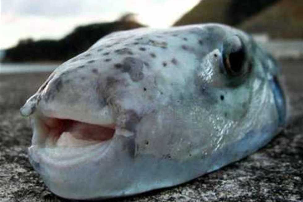 مصر: تحذيرات من سمكة سامة في