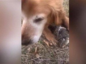 فيديو مؤثر لكلب يرعى أرانب صغيرة