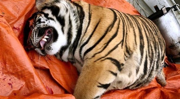 فيتنامي يواجه السجن 5 سنوات بسبب